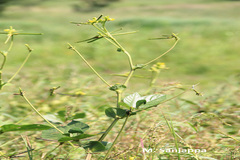 Vigna khandalensis
